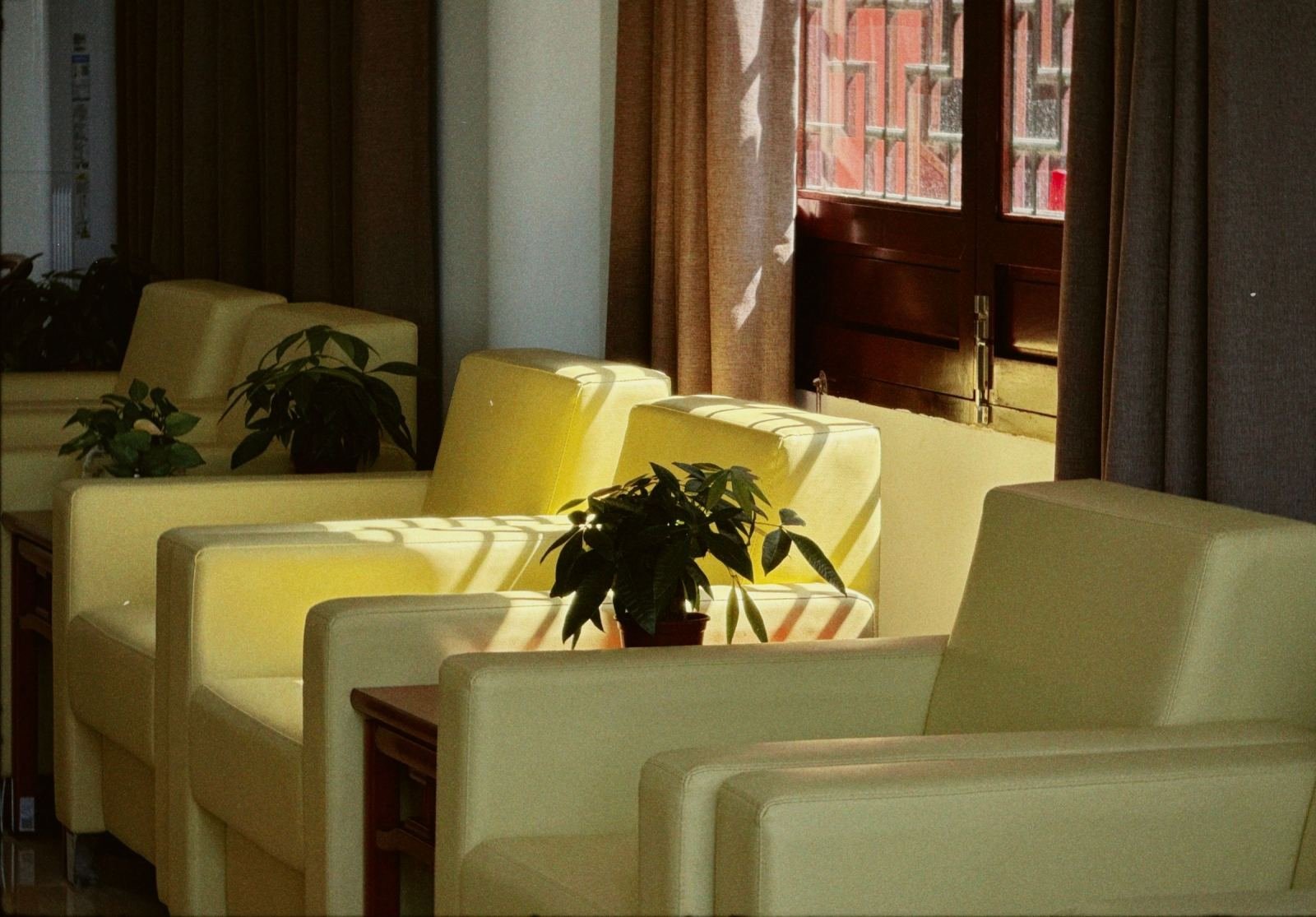 Pale yellow armchairs and potted plants in a sunlit room with brown curtains