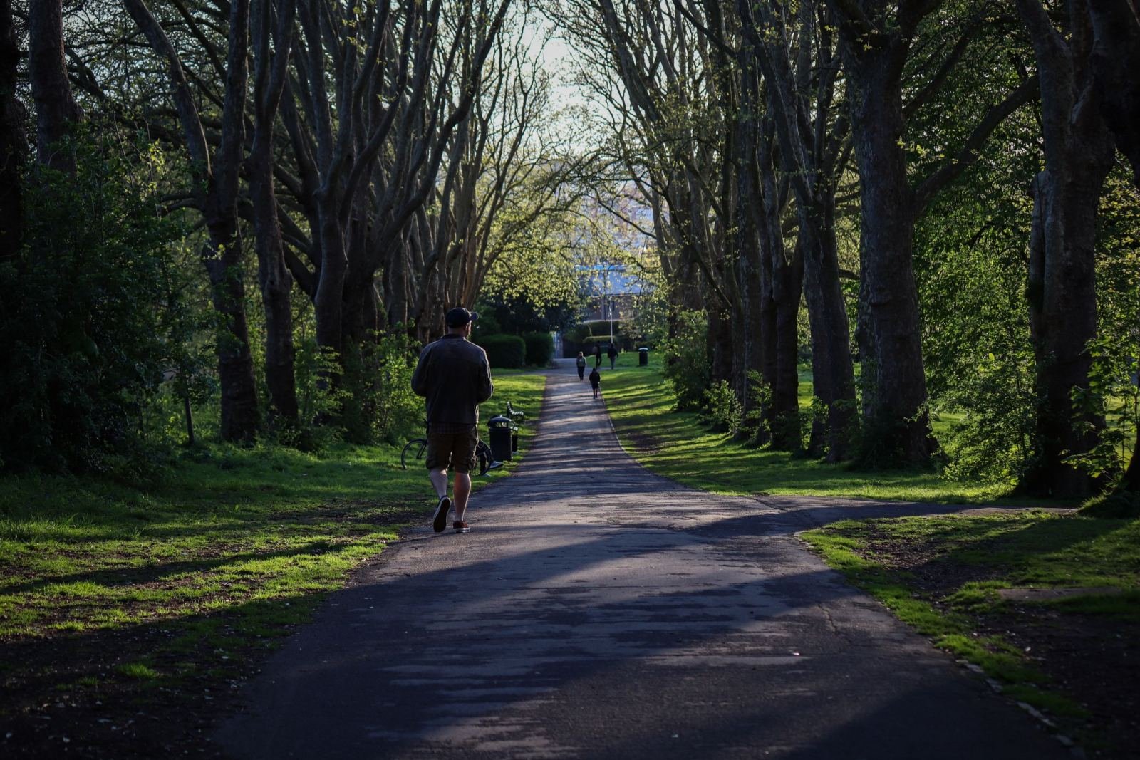 A man walks away from the camera down a paved path lined with tall trees