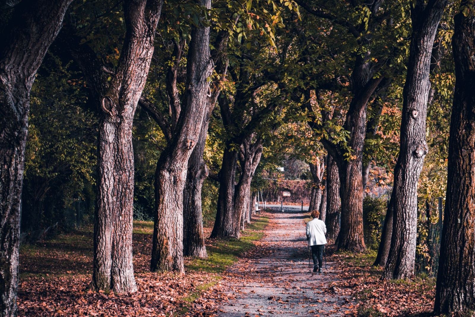 A person in a white jacket walks down a tree-lined path covered in autumn leaves