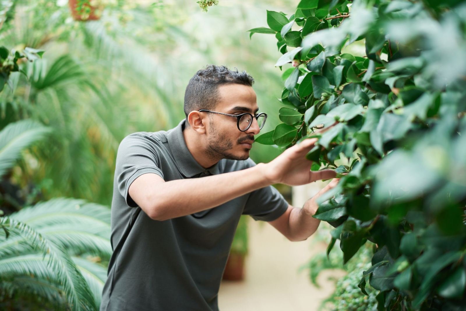 A man with glasses touches the leaves of a green shrub in a garden